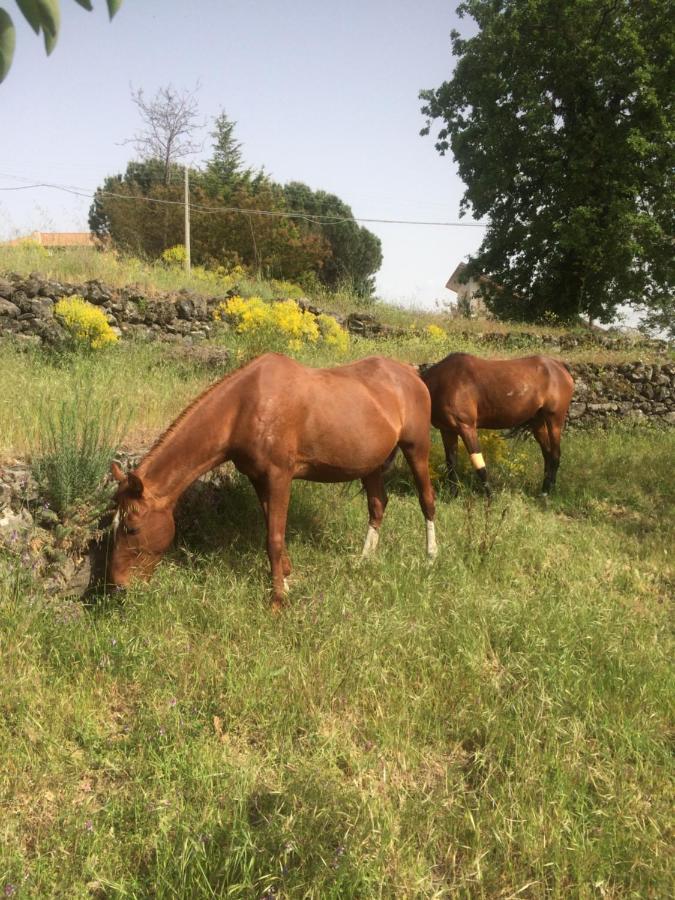 Apartmán Horse House Ragalna Exteriér fotografie